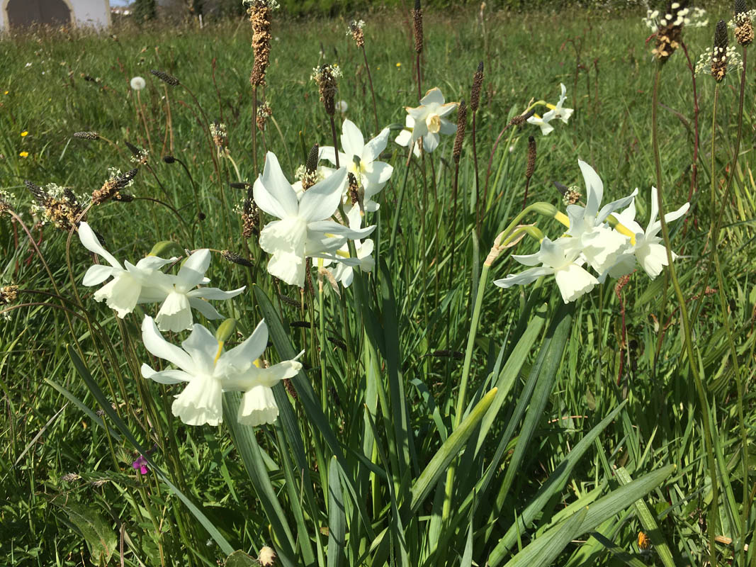 Narcissus triandrus 'Thalia' photo